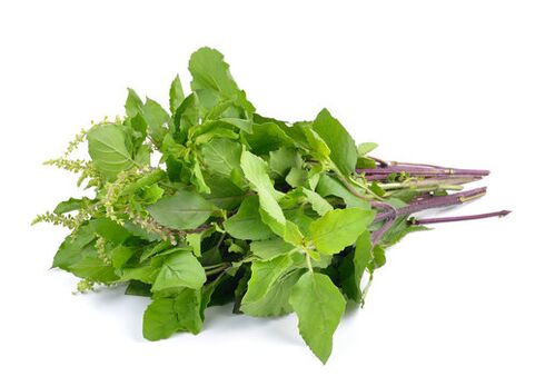 Basil leaves at the Nicode spray